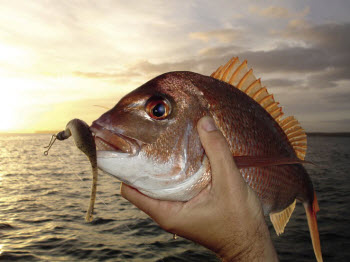 Dragging soft plastics